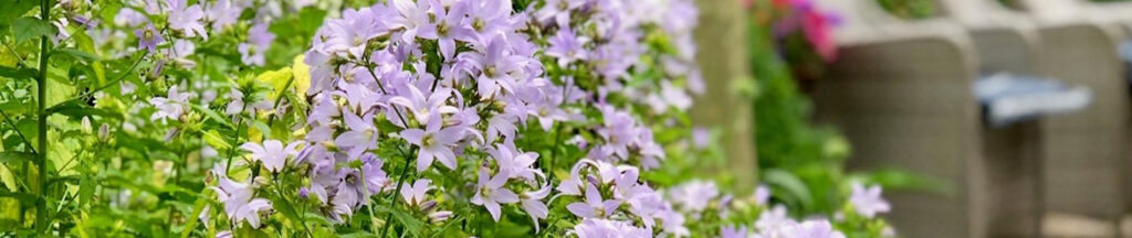 Kleurrijke bloemen mei