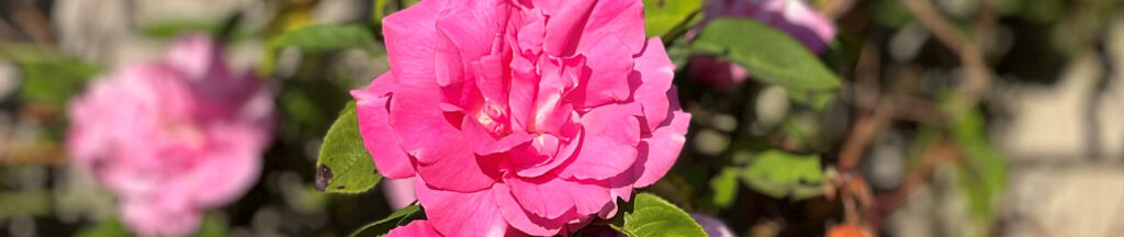 De Ultieme Gids voor Stralende Rozen: Zorg, Snoeien en Bemesten